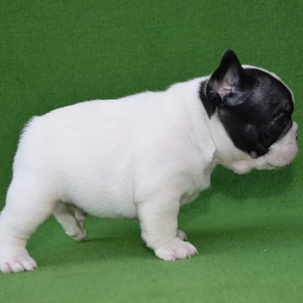 adorabili cuccioli di bulldog francese | Foto 1