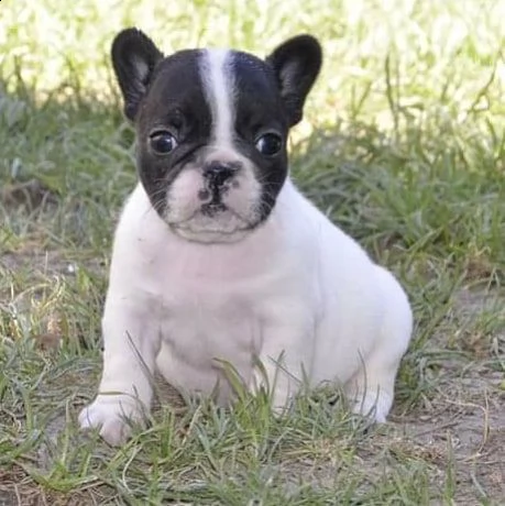 adorabili cuccioli di bulldog francese | Foto 0
