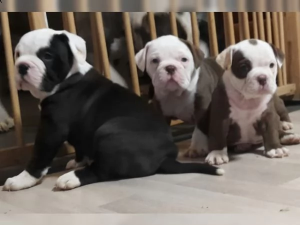 cucciolo di bulldog inglese