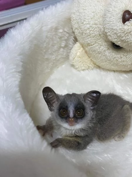 cespuglio disponibile