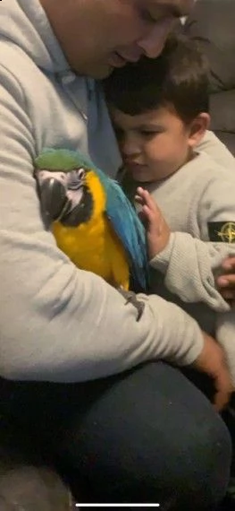 cespuglio disponibile | Foto 7