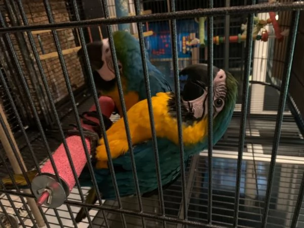 cespuglio disponibile | Foto 6