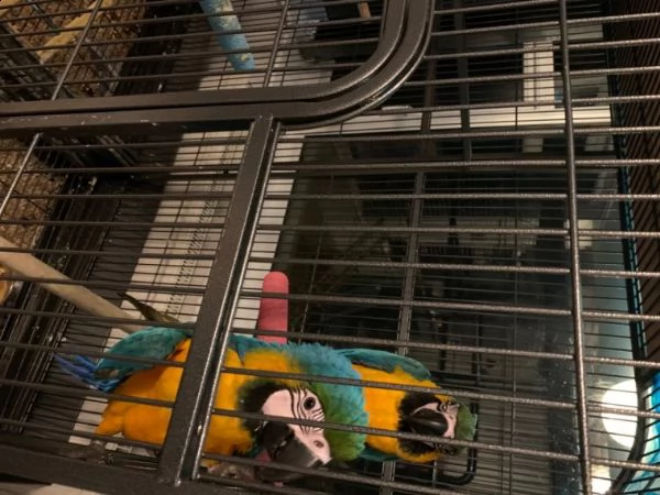 cespuglio disponibile | Foto 5