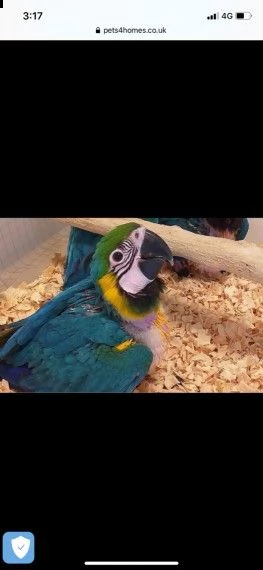 cespuglio disponibile | Foto 4