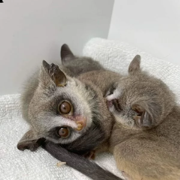 cespuglio disponibile | Foto 3