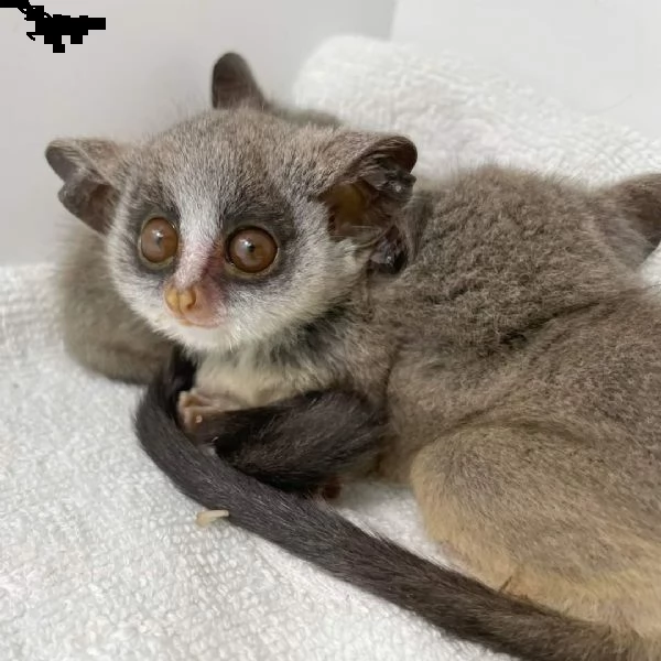 cespuglio disponibile | Foto 2