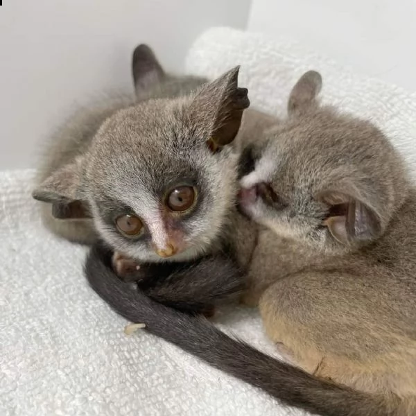 cespuglio disponibile | Foto 1