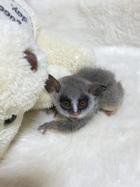 cespuglio disponibile | Foto 0