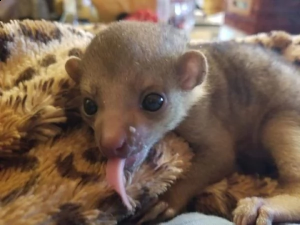 un kinkajou femminile
