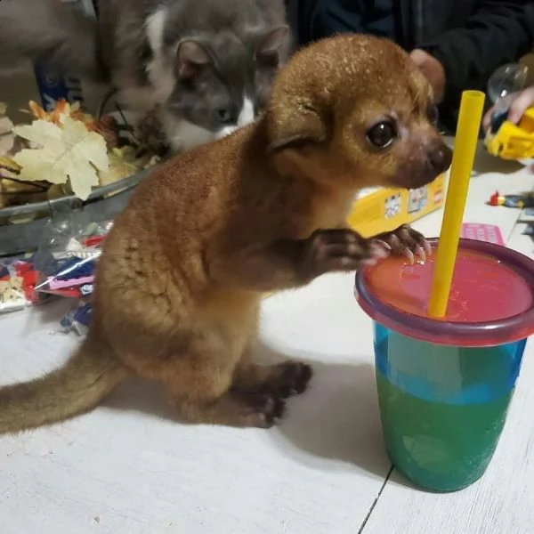 un kinkajou femminile | Foto 5