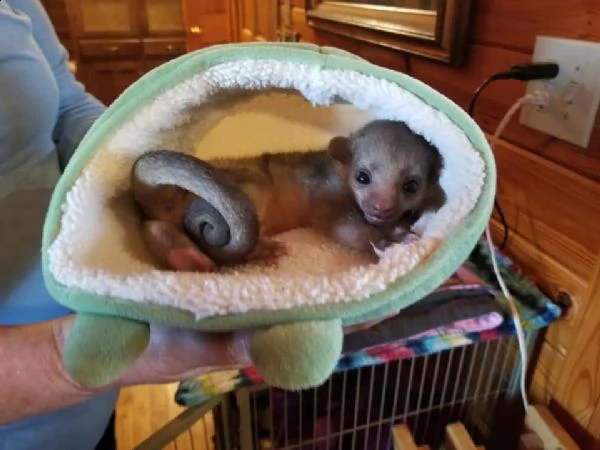 un kinkajou femminile | Foto 4