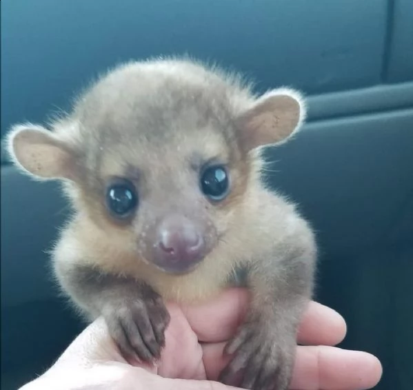 un kinkajou femminile | Foto 3