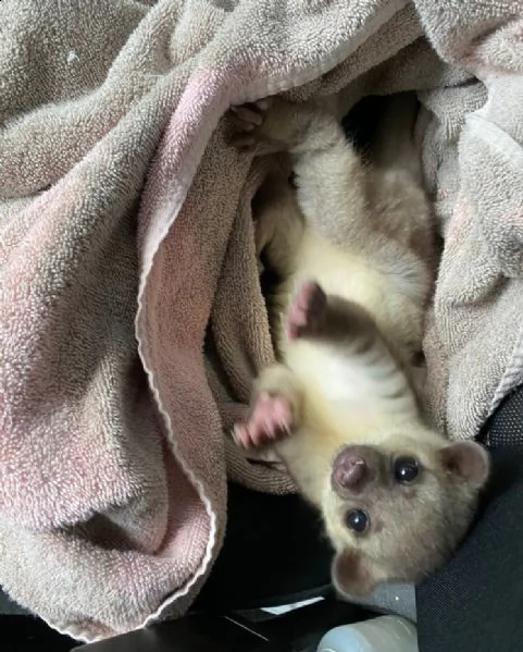 un kinkajou femminile | Foto 2