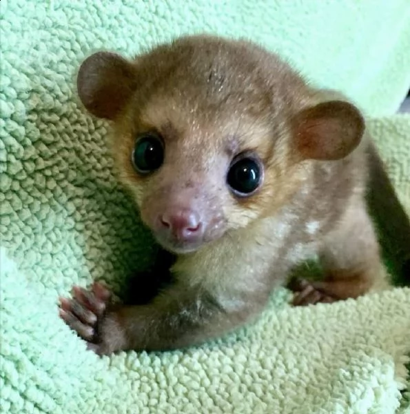 un kinkajou femminile | Foto 1