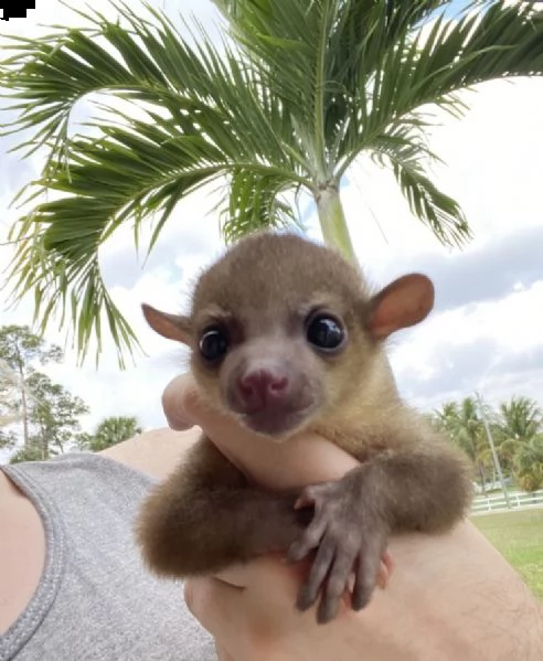 un kinkajou femminile | Foto 0