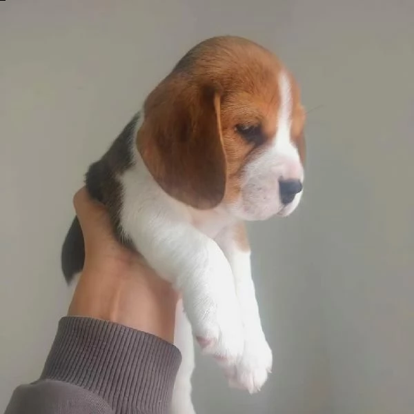 regalo beagle 
