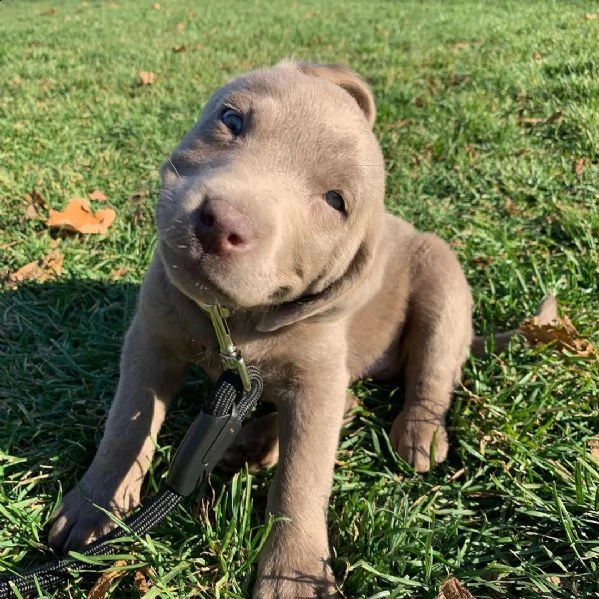 cuccioli di labrador 