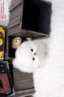 cuccioli di yorkie per l'adozione