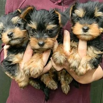 cuccioli di yorkie per l'adozione