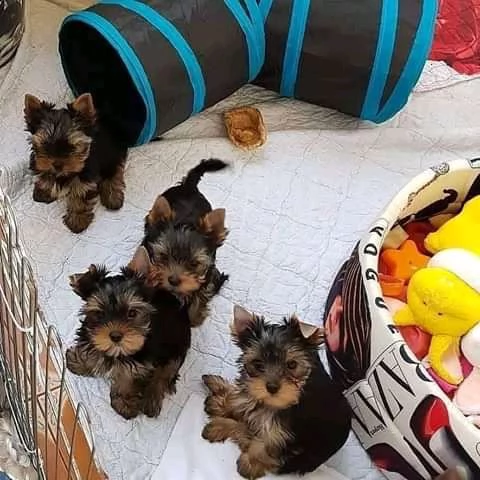 cuccioli di yorkie per l'adozione | Foto 0