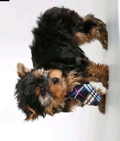 cuccioli di yorkie per l'adozione