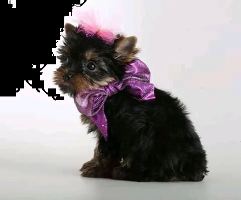 cuccioli di yorkie per l'adozione | Foto 0