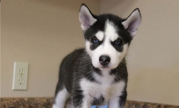 cuccioli di husky siberiano maschio e una femmina tre mesi