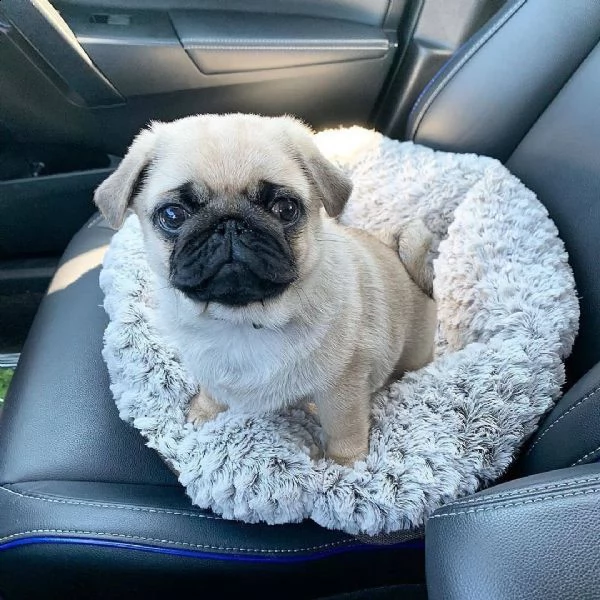 regalo carlino | Foto 0