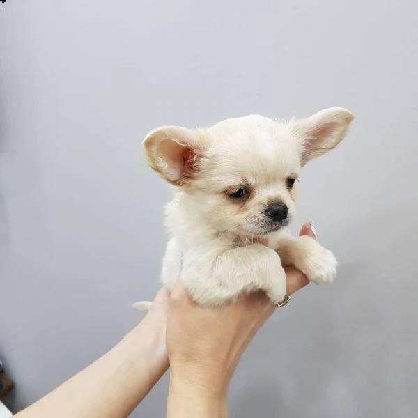    regalo cuccioli di chihuahua