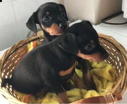 cucciolata di pinscher toy di 3 mesi