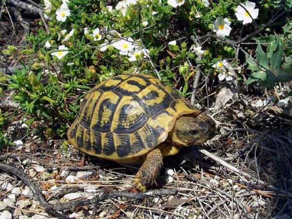 tartaruga terrestre geochelone sulcata