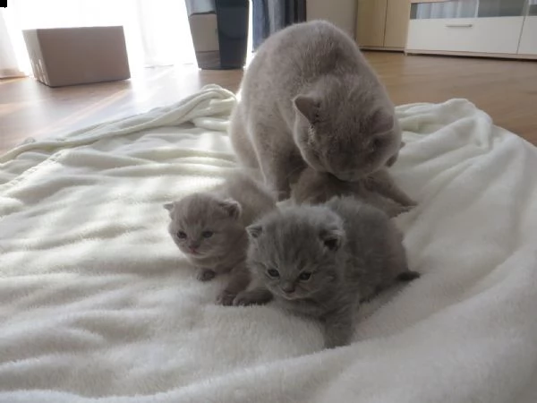 british shorthair ha dato