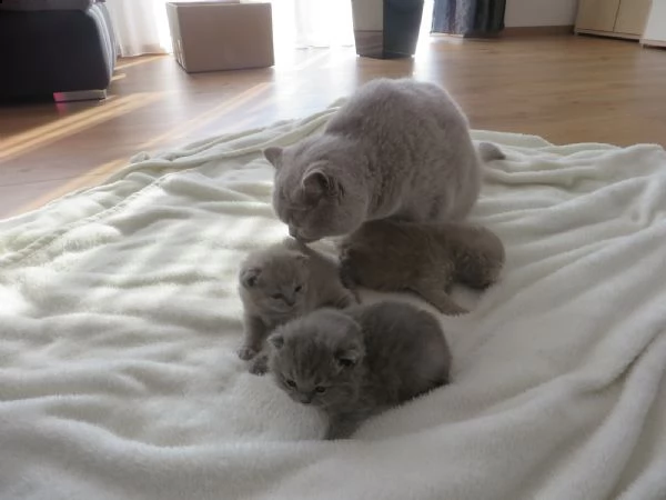 british shorthair ha dato | Foto 2