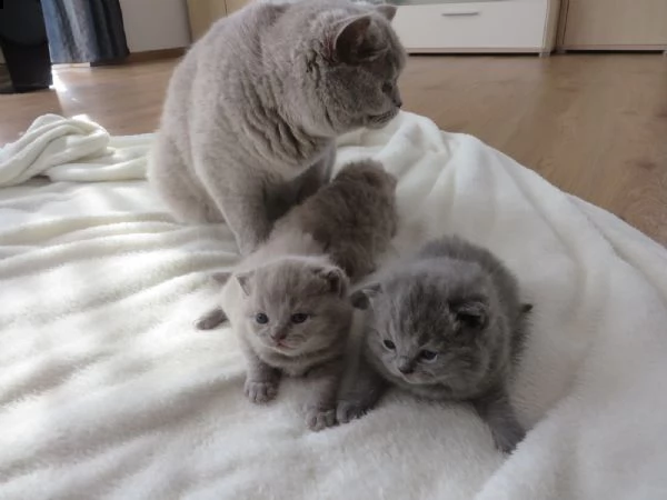 british shorthair ha dato | Foto 1