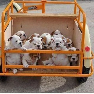 cuccioli di bulldog francese in adozione | Foto 0