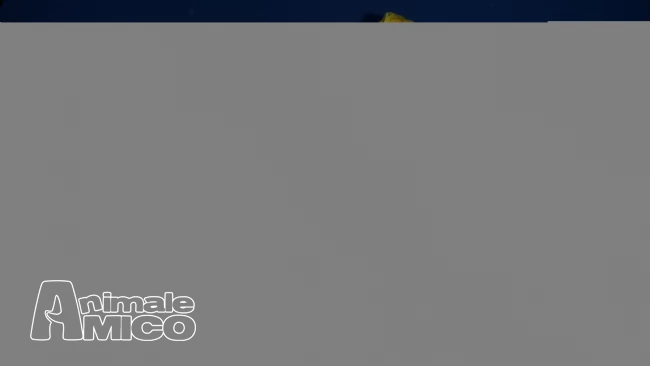 Whippet cuccioli | Foto 2