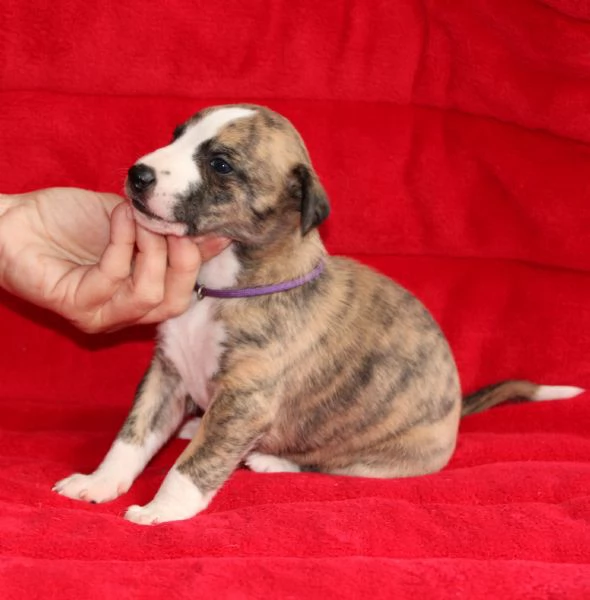 Whippet cuccioli