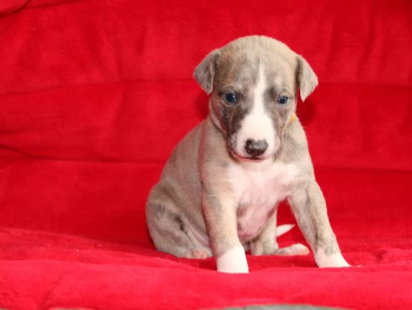Whippet cuccioli | Foto 0