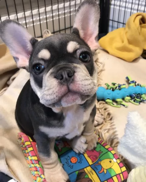 cuccioli di bulldog francese belli e divertenti. | Foto 0