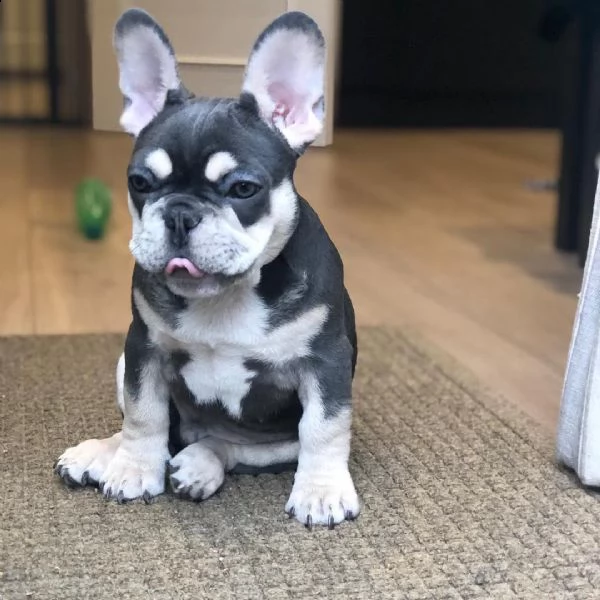 cuccioli di bulldog francese belli e divertenti.