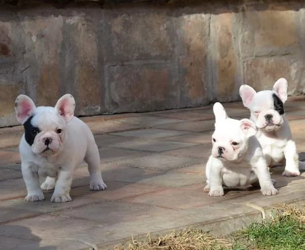 adorabile bulldog francese per l'adozione. | Foto 1