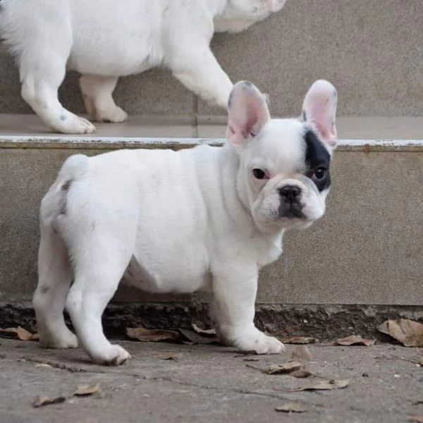 adorabile bulldog francese per l'adozione. | Foto 0