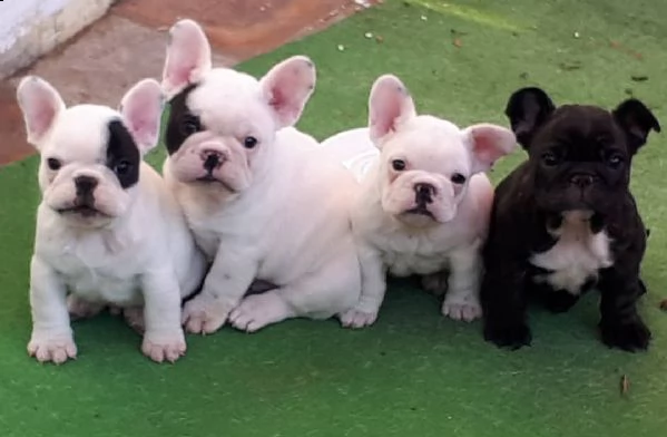 adorabile bulldog francese per l'adozione.