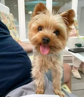 cuccioli di yorkie per l'adozione