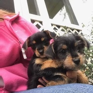 cuccioli di yorkie per l'adozione | Foto 0