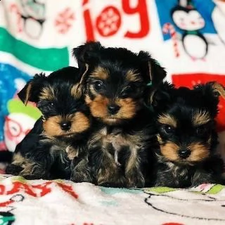 cuccioli di yorkie per l'adozione | Foto 0