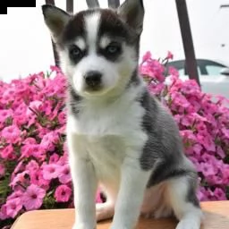 siberian husky ottimista