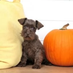 schnauzer miniatura giocoso