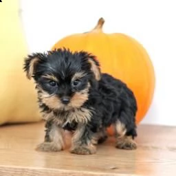 giocoso yorkshire terrier
