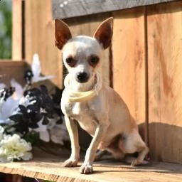 splendido chihuahua